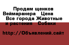 Продам щенков Веймаранера › Цена ­ 30 - Все города Животные и растения » Собаки   